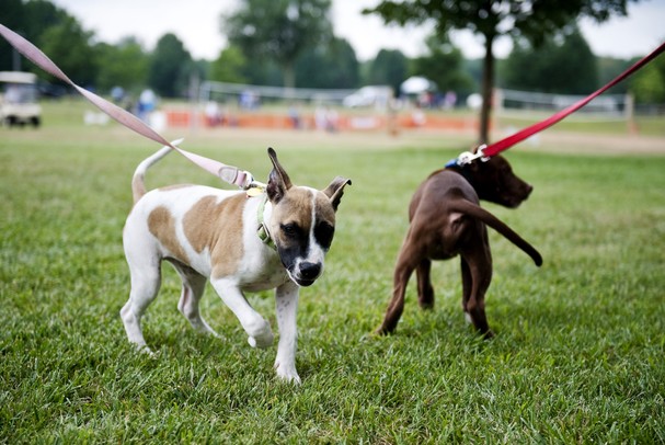 Dogs meet at Hudson Mills Metro Park during the 3rd annual Dog Days of Summer on Saturday, July 27. Daniel Brenner I AnnArbor.com